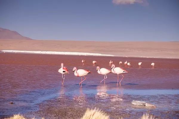 Flamingos, unexpected elves in the plateau